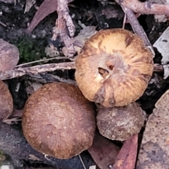 zz agaric (stem; gills not white/cream) at Stromlo, ACT - 2 Jul 2022