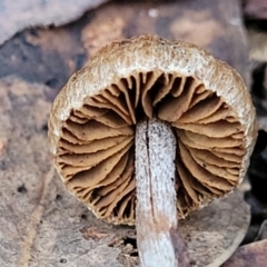 zz agaric (stem; gills not white/cream) at Stromlo, ACT - 2 Jul 2022