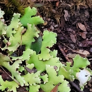 Heterodea sp. at Stromlo, ACT - 2 Jul 2022