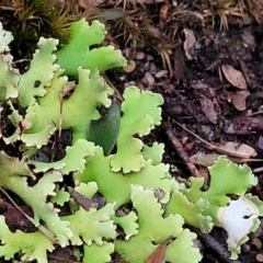 Heterodea sp. (A lichen) at Bluetts Block Area - 2 Jul 2022 by trevorpreston