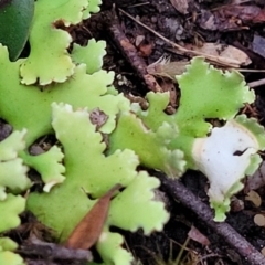 Heterodea sp. at Stromlo, ACT - 2 Jul 2022