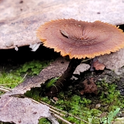 Coltricia sp. at Piney Ridge - 2 Jul 2022 by trevorpreston