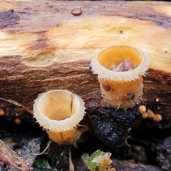 Nidula niveotomentosa (A birds-nest fungus) at Block 402 - 2 Jul 2022 by trevorpreston