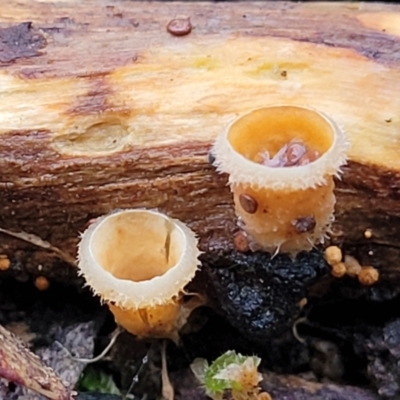 Nidula niveotomentosa (A birds-nest fungus) at Piney Ridge - 2 Jul 2022 by trevorpreston
