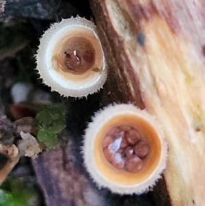 Nidula niveotomentosa at Stromlo, ACT - 2 Jul 2022