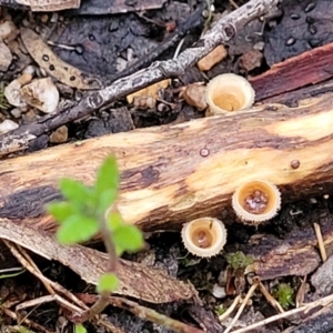 Nidula niveotomentosa at Stromlo, ACT - 2 Jul 2022