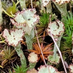 Cladonia sp. (genus) (Cup Lichen) at Piney Ridge - 2 Jul 2022 by trevorpreston