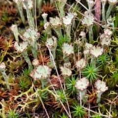 Cladonia sp. (genus) at Stromlo, ACT - 2 Jul 2022