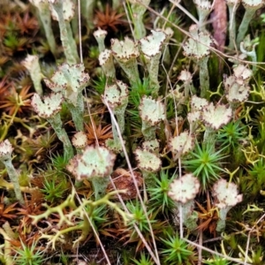 Cladonia sp. at Stromlo, ACT - 2 Jul 2022