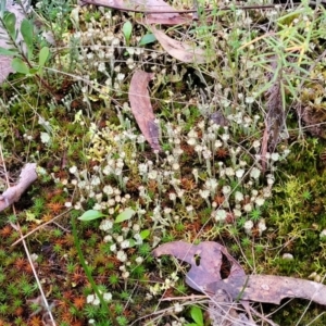 Cladonia sp. (genus) at Stromlo, ACT - 2 Jul 2022 04:23 PM