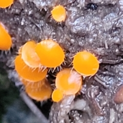 Cheilymenia spp. at Piney Ridge - 2 Jul 2022 by trevorpreston