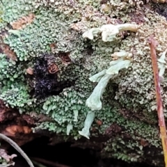 Thysanothecium scutellatum (A lichen) at Piney Ridge - 2 Jul 2022 by trevorpreston