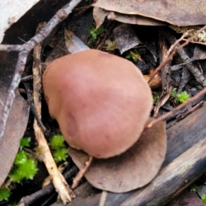 zz agaric (stem; gills not white/cream) at Stromlo, ACT - 2 Jul 2022