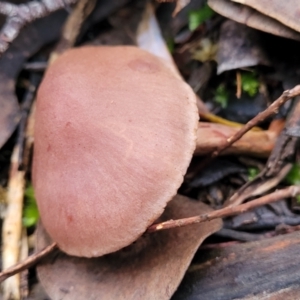 zz agaric (stem; gills not white/cream) at Stromlo, ACT - 2 Jul 2022 04:20 PM