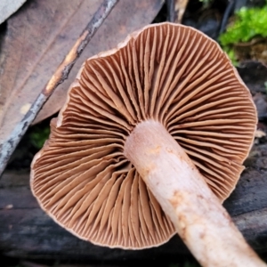 zz agaric (stem; gills not white/cream) at Stromlo, ACT - 2 Jul 2022