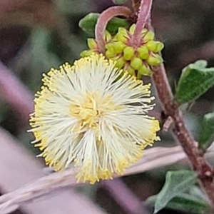 Acacia gunnii at Stromlo, ACT - 2 Jul 2022