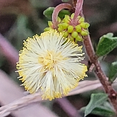 Acacia gunnii (Ploughshare Wattle) at Block 402 - 2 Jul 2022 by trevorpreston