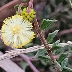 Acacia gunnii at Stromlo, ACT - 2 Jul 2022 04:20 PM