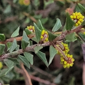 Acacia gunnii at Stromlo, ACT - 2 Jul 2022 04:20 PM