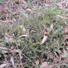 Acacia gunnii at Stromlo, ACT - 2 Jul 2022 04:20 PM