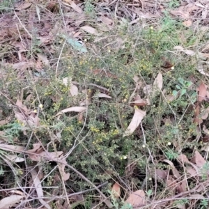 Acacia gunnii at Stromlo, ACT - 2 Jul 2022