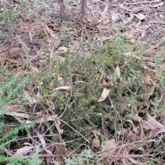 Acacia gunnii at Stromlo, ACT - 2 Jul 2022 04:20 PM