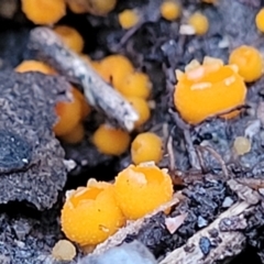 Cheilymenia spp. at Piney Ridge - 2 Jul 2022 by trevorpreston