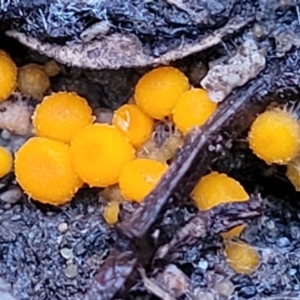 Cheilymenia spp. at Bluetts Block (402, 403, 12, 11) - 2 Jul 2022 04:16 PM