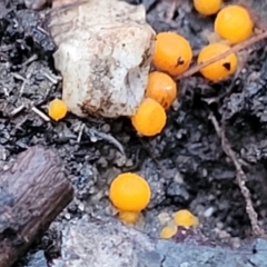 Cheilymenia spp. at Bluetts Block (402, 403, 12, 11) - 2 Jul 2022