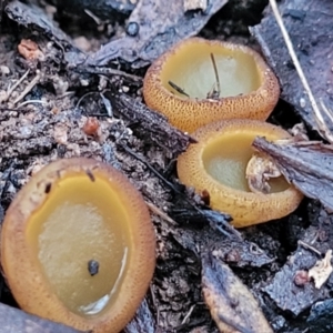 Aleurina ferruginea (Fleshy Cup Fungus) at Stromlo, ACT by trevorpreston