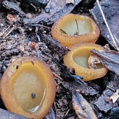 Aleurina ferruginea (Fleshy Cup Fungus) at Block 402 - 2 Jul 2022 by trevorpreston
