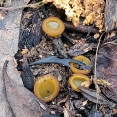 Aleurina ferruginea at Stromlo, ACT - 2 Jul 2022