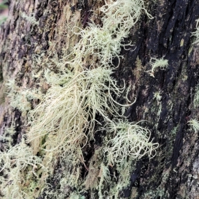 Usnea sp. (genus) (Bearded lichen) at Block 402 - 2 Jul 2022 by trevorpreston