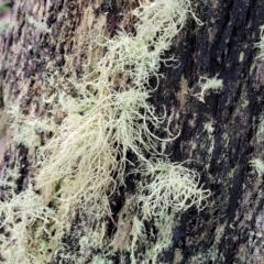 Usnea sp. (Bearded lichen) at Bluetts Block Area - 2 Jul 2022 by trevorpreston