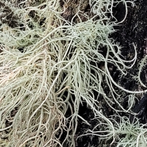 Usnea sp. at Stromlo, ACT - 2 Jul 2022