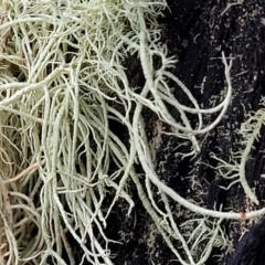 Usnea sp. (genus) at Stromlo, ACT - 2 Jul 2022