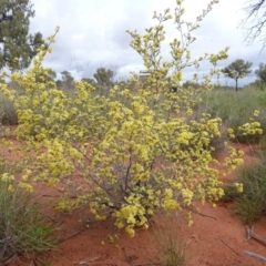 Micromyrtus flaviflora (Yellow Heath Myrtle) at Angas Downs IPA - 7 Oct 2010 by jksmits