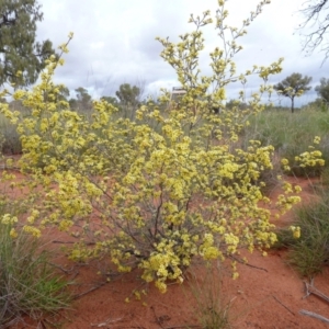 Micromyrtus flaviflora (Yellow Heath Myrtle) at Petermann, NT by jksmits