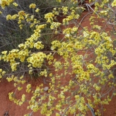 Micromyrtus flaviflora at Petermann, NT - 7 Oct 2010