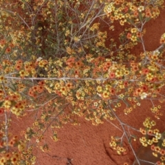 Micromyrtus flaviflora at Petermann, NT - 7 Oct 2010