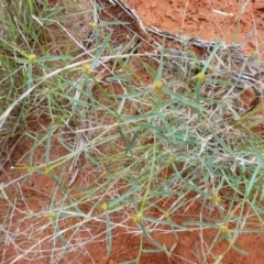 Euphorbia tannensis subsp. eremophila (Bottle Tree Caustic) at Petermann, NT - 7 Oct 2010 by jks