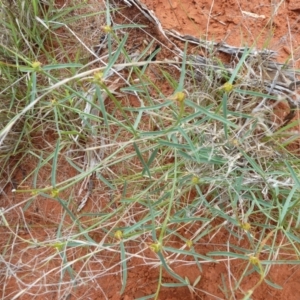 Euphorbia tannensis subsp. eremophila at Petermann, NT - 7 Oct 2010 05:07 PM