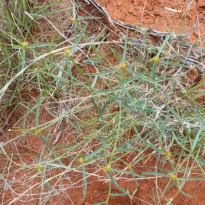 Unidentified Plant at Petermann, NT - 7 Oct 2010 by jks