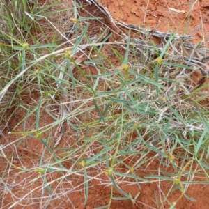 Unidentified Plant (TBC) at suppressed by jksmits