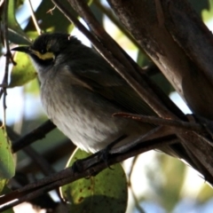 Caligavis chrysops (Yellow-faced Honeyeater) at Albury - 2 Jul 2022 by PaulF