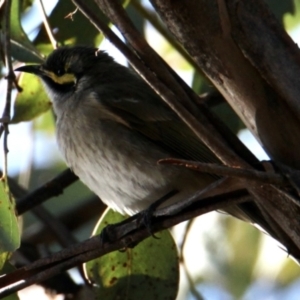 Caligavis chrysops at Springdale Heights, NSW - 2 Jul 2022 02:24 PM