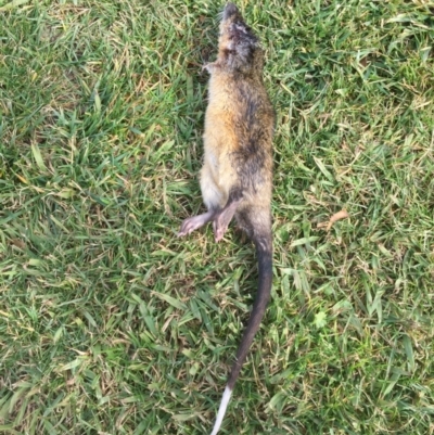 Hydromys chrysogaster (Rakali or Water Rat) at Parkes, ACT - 30 Jun 2022 by srthorn