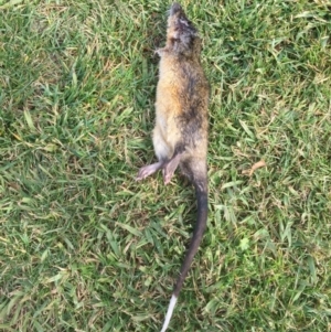 Hydromys chrysogaster (Rakali or Water Rat) at Parkes, ACT by srthorn