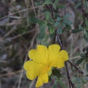 Hibbertia obtusifolia (Grey Guinea-flower) at Paddys River, ACT by michaelb
