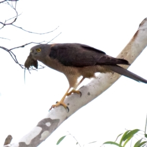 Accipiter fasciatus at Jerrawa, NSW - 30 Jun 2022
